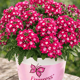 Вербена Empress Flair Cherry Charme