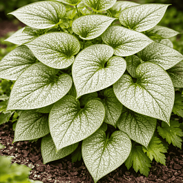 Бруннера крупнолистная Sea Heart