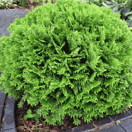 Туя западная Danica