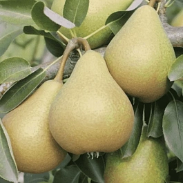 Груша Кокинская