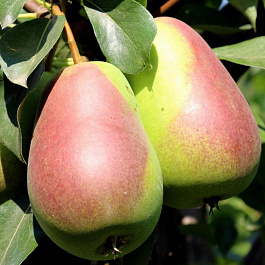 Груша плодовая Новелла