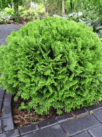 Туя западная Danica