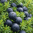 Водяника чёрная Bernstein