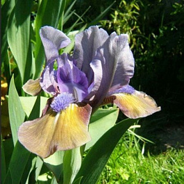 Ирис карликовый Фокус Покус