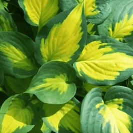 Хоста Forbidden fruit