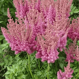 Астильба Арендса Thunder and Lightning