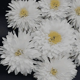 Хризантема корейская Панда