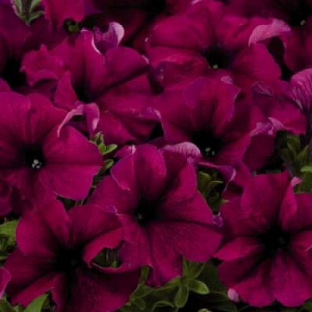Петуния грандифлора Аладдин Бургунди