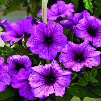 Петуния каскадная Рэмблин Шугар Плам