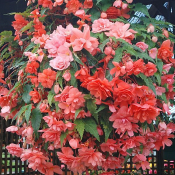 Бегония Иллюминейшн Пинк