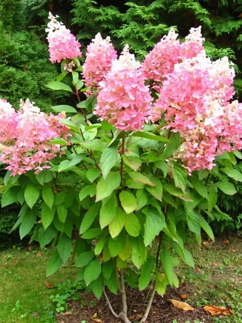 Гортензия метельчатая Angels Blush