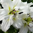 Лилия White Eyes