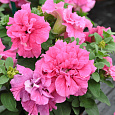 Петуния махровая многоцветковая Дуо роуз Петуния махровая многоцветковая Дуо роуз