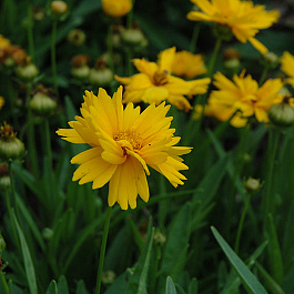 Кореопсис Сан Ап