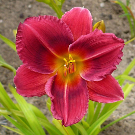 Лилейник гибридный Силоам Шоу Герл ПАТИО НАБОР 2ШТ (1+1)