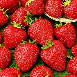 Земляника садовая Корона Земляника садовая Корона