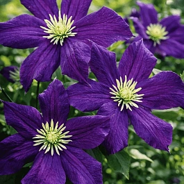 Клематис Romantika