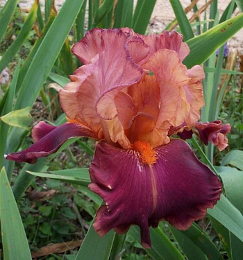 Ирис бородатый Император