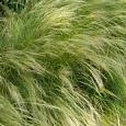Ковыль тончайший Пушистое Облако