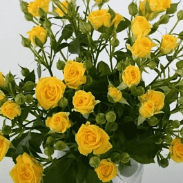 Роза Миниатюрная Sumatra