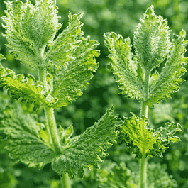 Мята Черная смородина