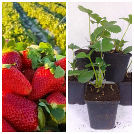 Земляника садовая Кори НАБОР 5ШТ Земляника садовая Кори НАБОР 5ШТ