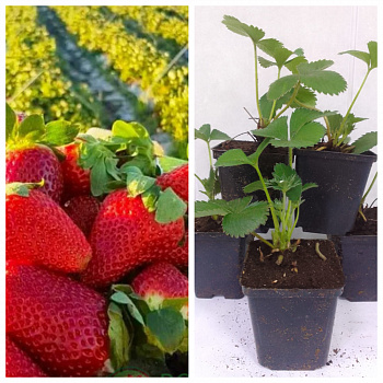 Земляника садовая Кори НАБОР 5ШТ