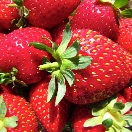 Земляника садовая Баунти