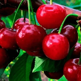 Дюк (Черевишня) Саратовская малышка