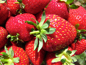 Земляника садовая Баунти