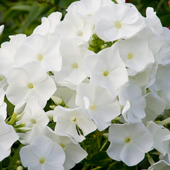 Флокс метельчатый Рембрандт НАБОР 2ШТ (1+1)