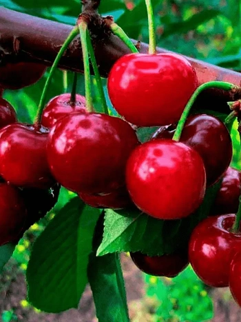 Дюк (Черевишня) Саратовская малышка