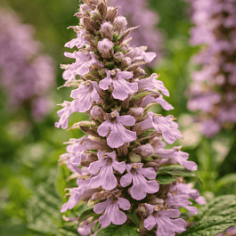 Живучка ползучая Rosea