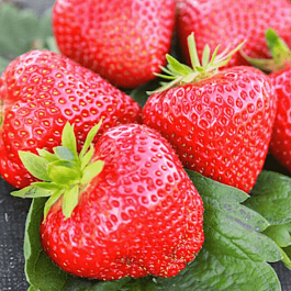 Земляника садовая Априка