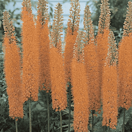 Эремурус Pinokkio