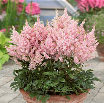 Астильба гибридная Юник Сэлмон НАБОР 2ШТ (1+1)