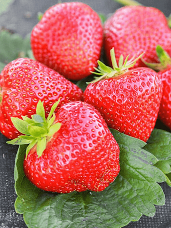 Земляника садовая Априка