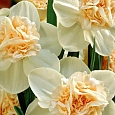 Нарцисс Rosy Cloud