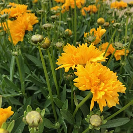 Кореопсис крупноцветковый Golden Crown