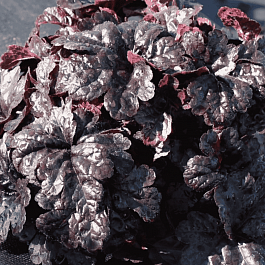 Гейхерелла Onyx