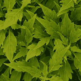 Колеус гибридный Flame Thrower Salsa Verde