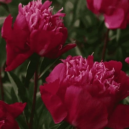 Пион Молочноцветковый Red Spider