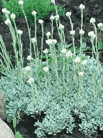 Антеннария двудомная Alba