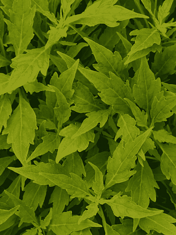 Колеус гибридный Flame Thrower Salsa Verde