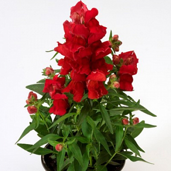 Львиный зев Монтего Скарлет