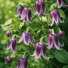 Клематис Jan Fopma