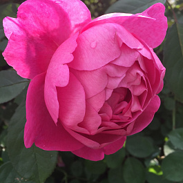 Роза  Английская Кустовая ROYAL JUBILEE 