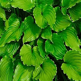 Хоста Purple sensation