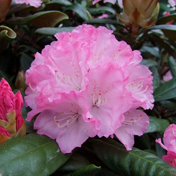 Рододендрон якушиманский Владислав Локетек