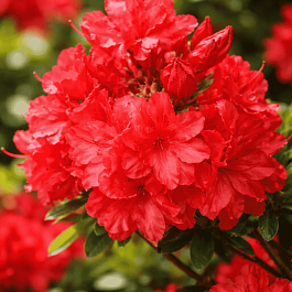 Азалия крупноцветковая Feuerkopfchen